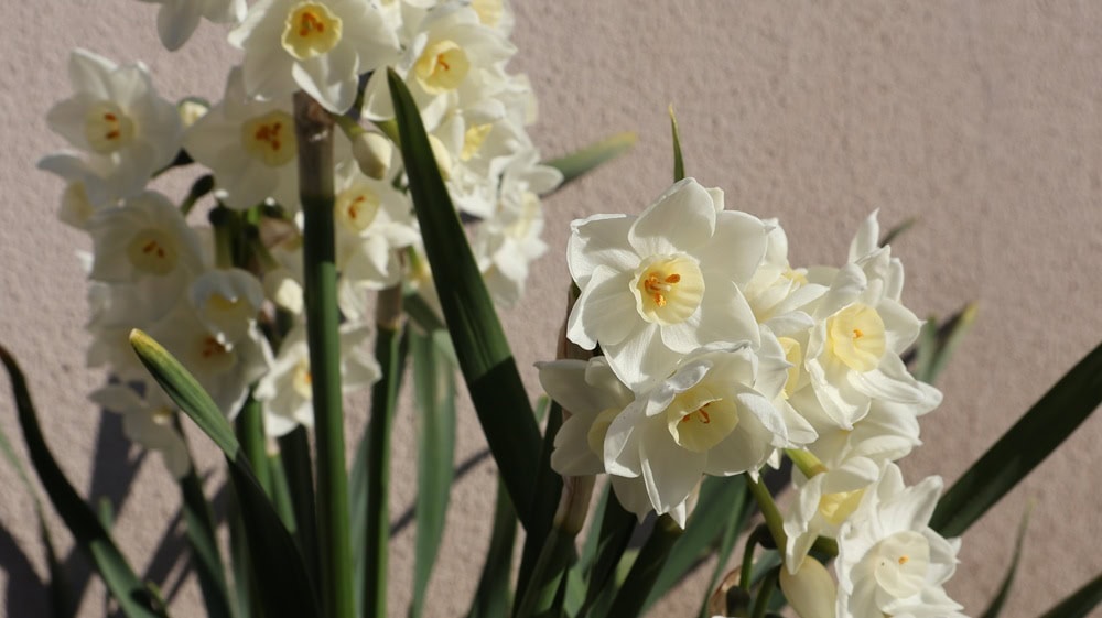 R50Vで撮影した花